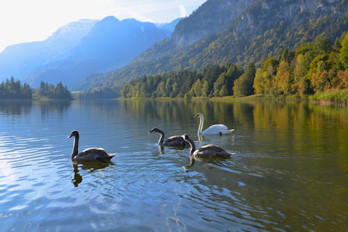 Free stock photo of mountains, swan lake, swans