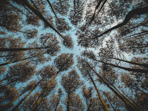 昼間の茶色の葉の森の木のローアングル写真