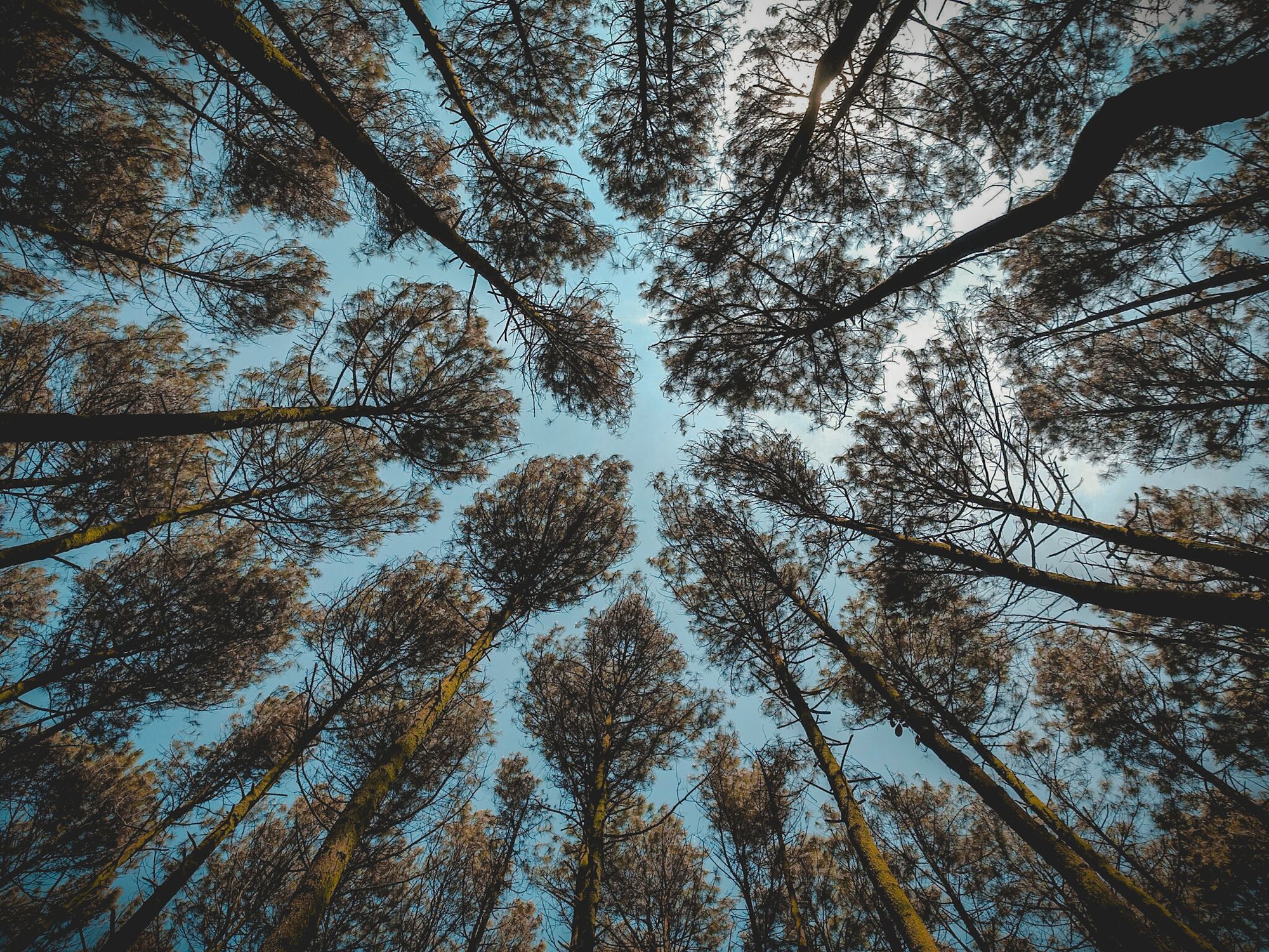 Low Angle Photography of Brown Leaf Forest Trees at Daytime · Free ...