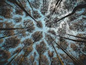 在宁静的森林里，高大的树木低垂着，朝向晴朗的蓝天