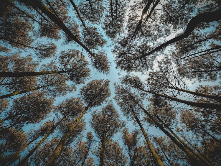 Low Angle Photography Of Brown Leaf Forest Trees At Daytime