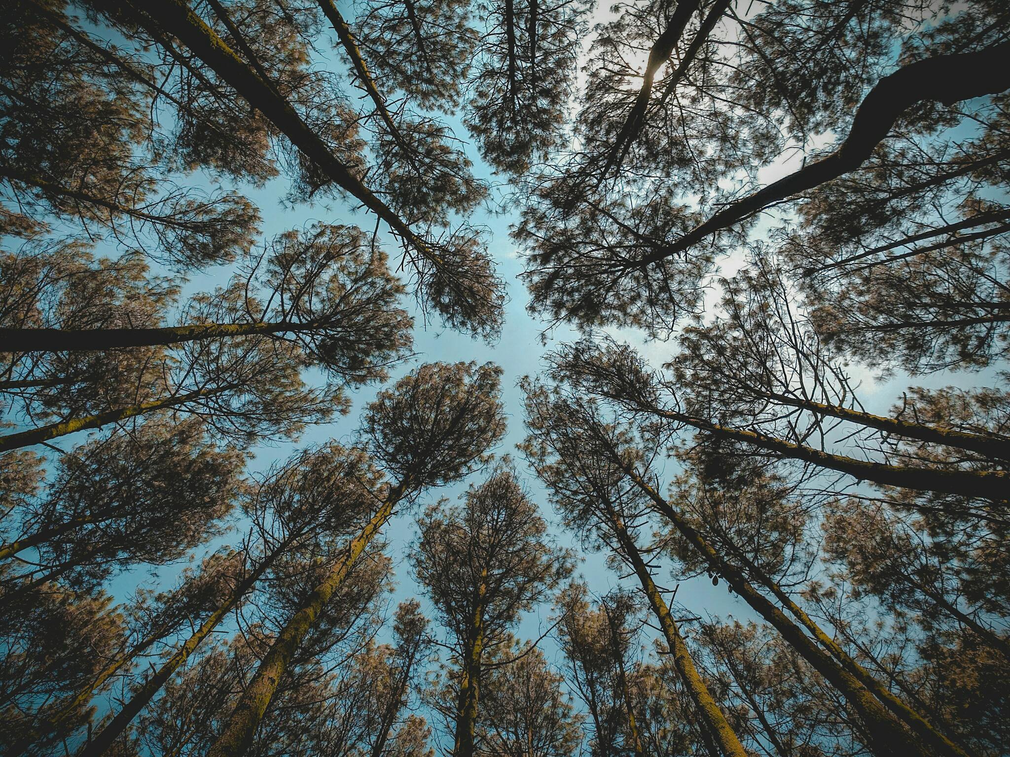 Low Angle Photography Of Brown Leaf Forest Trees At Daytime Free
