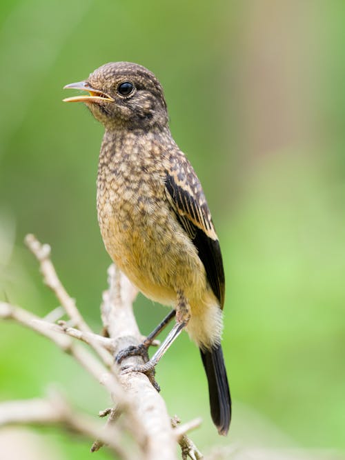 Close-Up Shot of a Passerine Bird Perched on a Twig