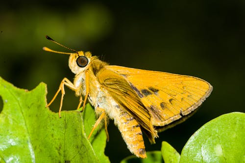 Darmowe zdjęcie z galerii z fotografia przyrodnicza, fotografia zwierzęcia, motyl