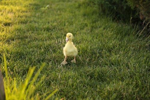 Free Yellow Duckling on Green Grass Stock Photo