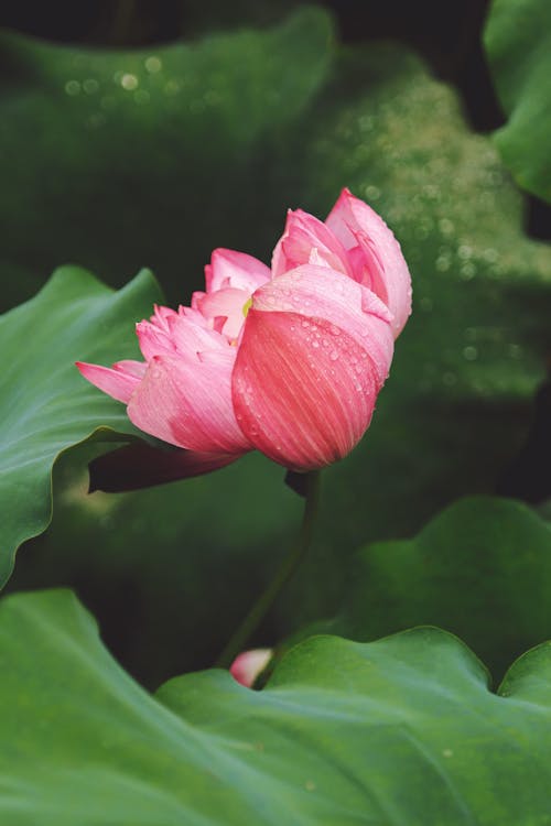 Pink Lotus Flower ib Greens