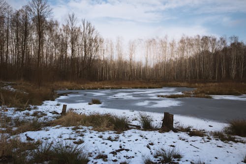 Kostenloses Stock Foto zu bäume, eis, schnee