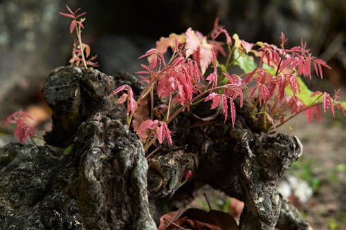 grátis Foto profissional grátis de aumentando, botânico, folhas vermelhas Foto profissional