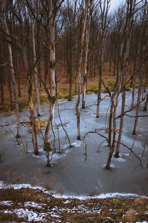 Kostenloses Stock Foto zu bäume, eis, schnee