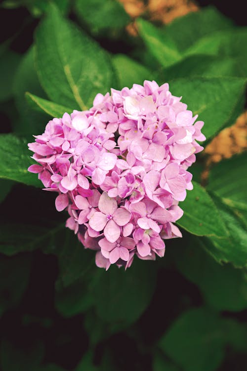 Close-Up Shot of Purple Hydrangea Flowers in Bloom