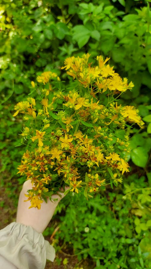 Close-Up Shot of a Person Holding a Bunch of Flowers