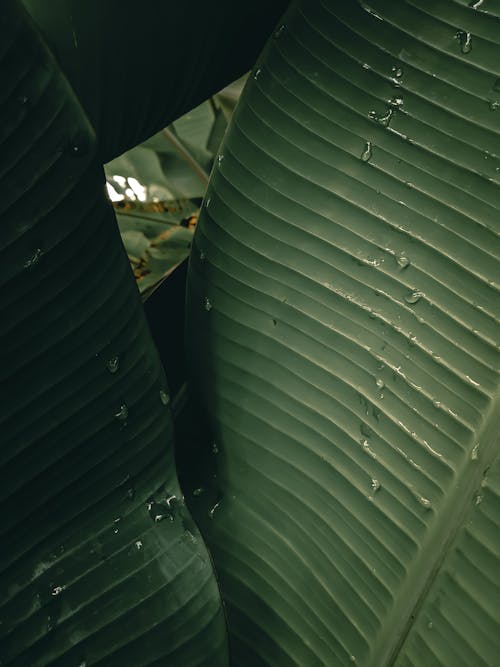 Free Close-Up Shot of Banana Leaves Stock Photo