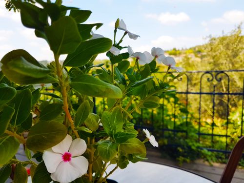 Free stock photo of flowers and scenery, flowers in vase Stock Photo