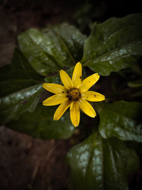 Close-Up Shot of a Yellow Flower in Bloom