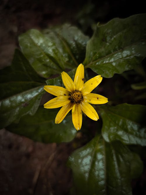 Foto profissional grátis de aumento, de flores, delicado