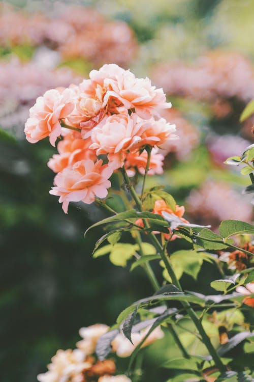 Close-Up Shot of Pink Flowers in Bloom