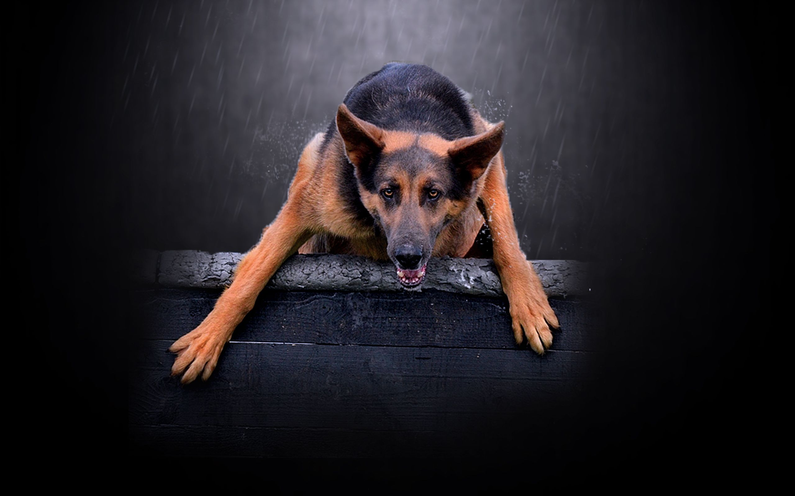 Foto Stok Gratis Tentang Anjing Anjing Gembala Jerman Anjing
