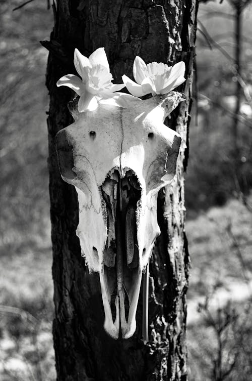 Free stock photo of black, black and white, skull Stock Photo