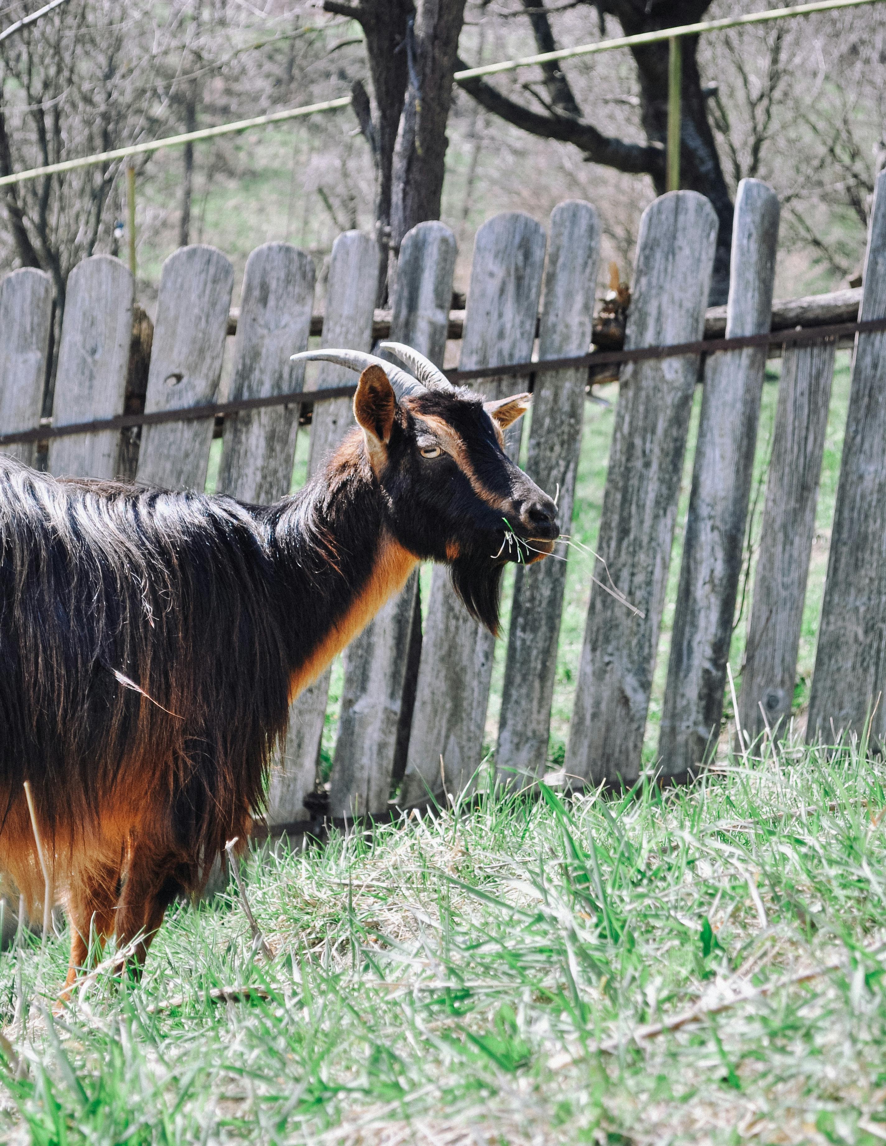Gratuit Une Chèvre Dans Un Champ Herbeux Photos
