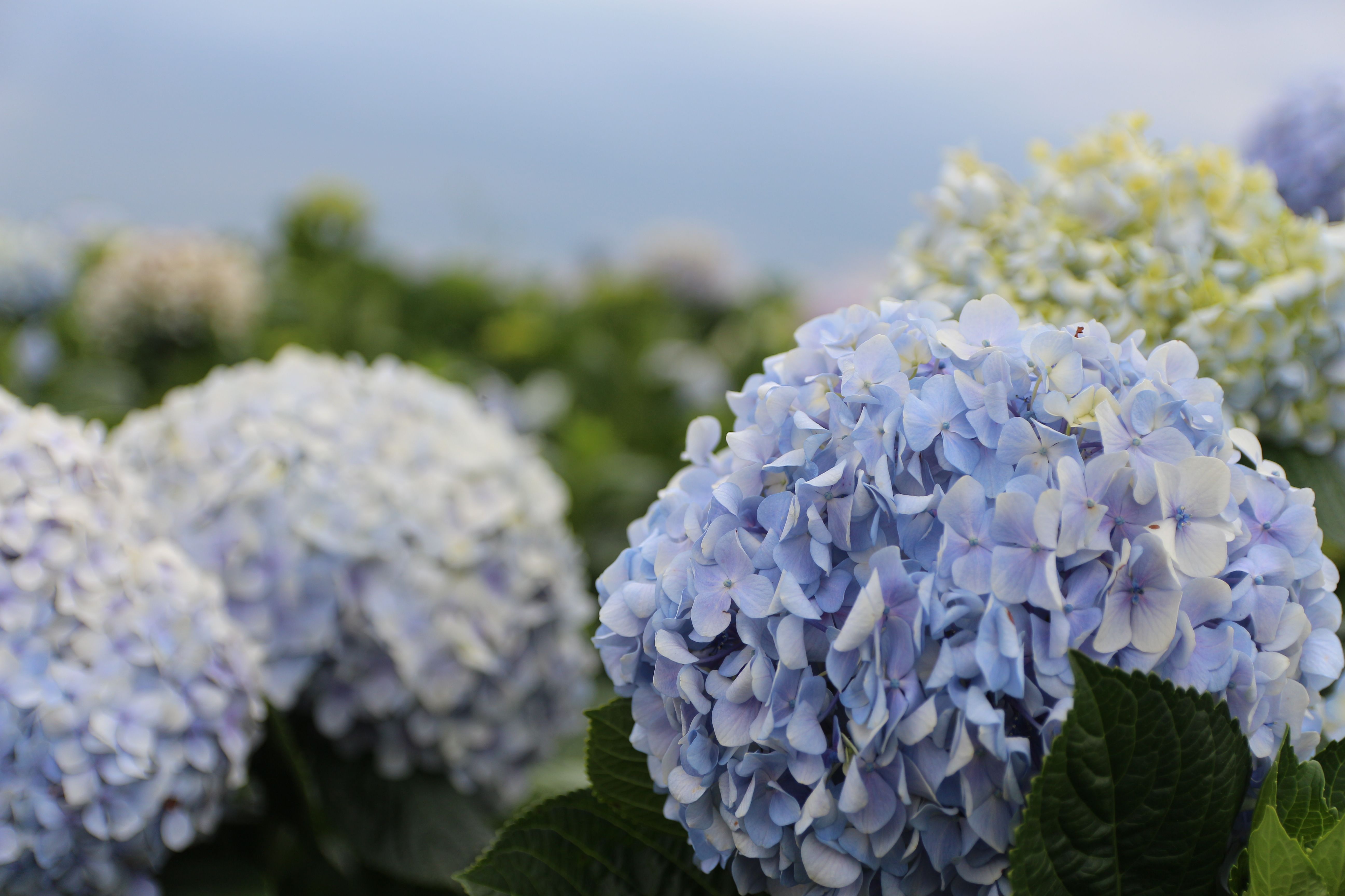 Beautiful close-up of blooming hydrangeas with delicate petals in Dalat, Vietnam.