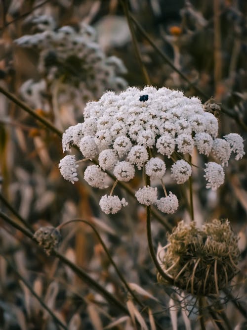 Close-Up Photo of Blooming White Daucus Flowers