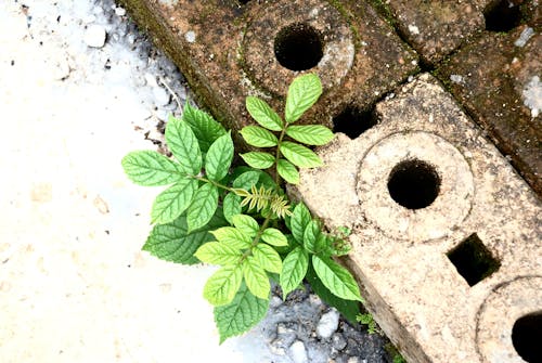 Free stock photo of block, plant