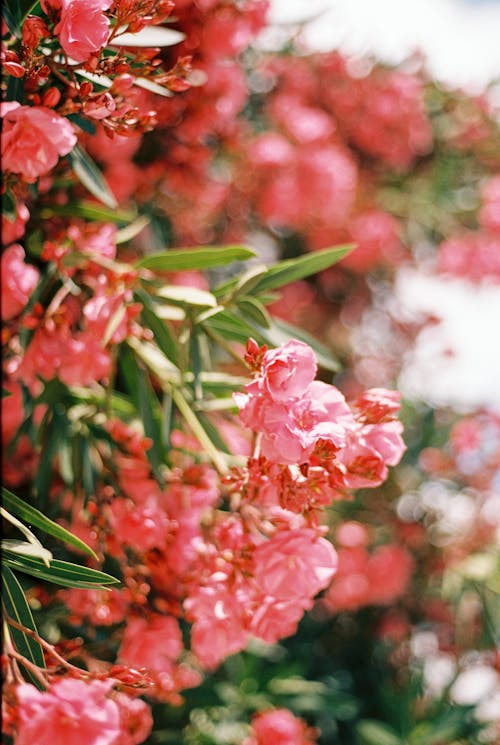 Blooming Pink Flowers 