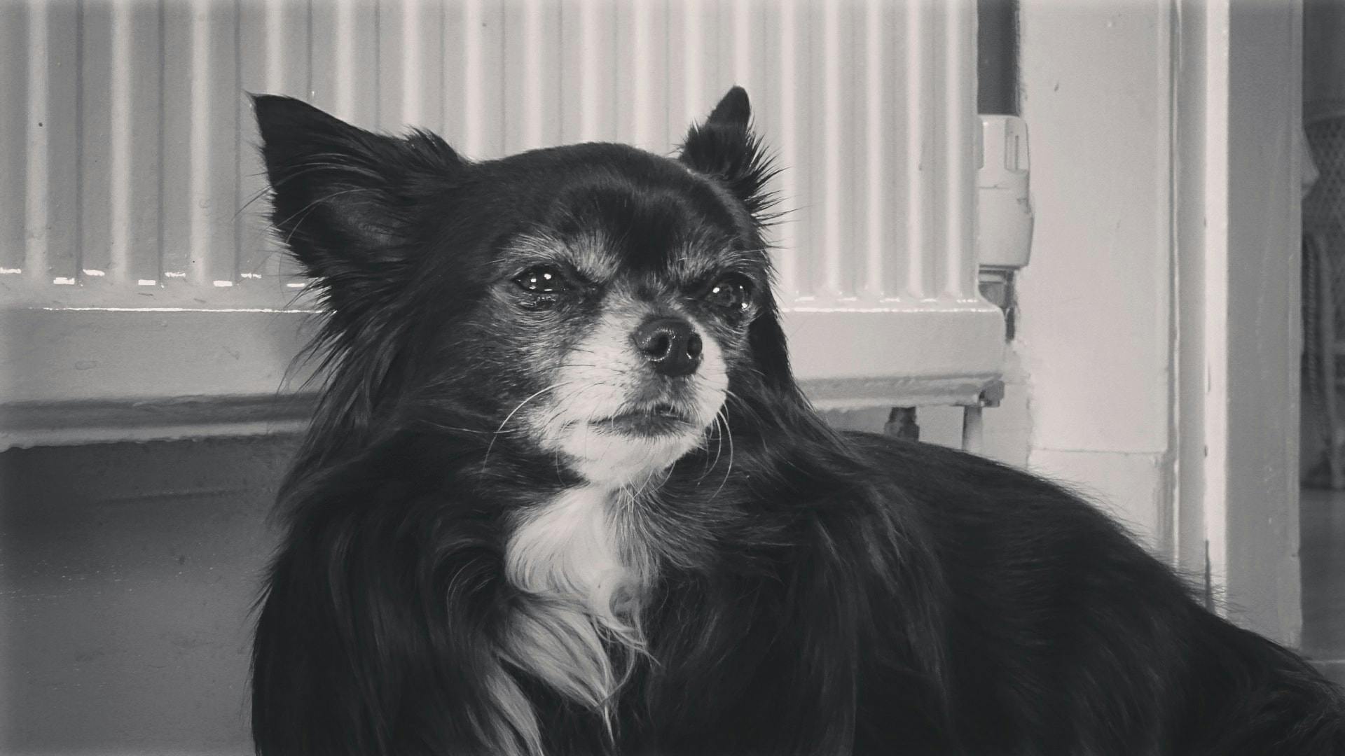 Foto Stok Gratis Tentang Anjing Chihuahua Hitam Dan Putih