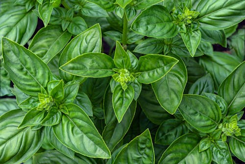 Close-Up Shot of Green Leaves