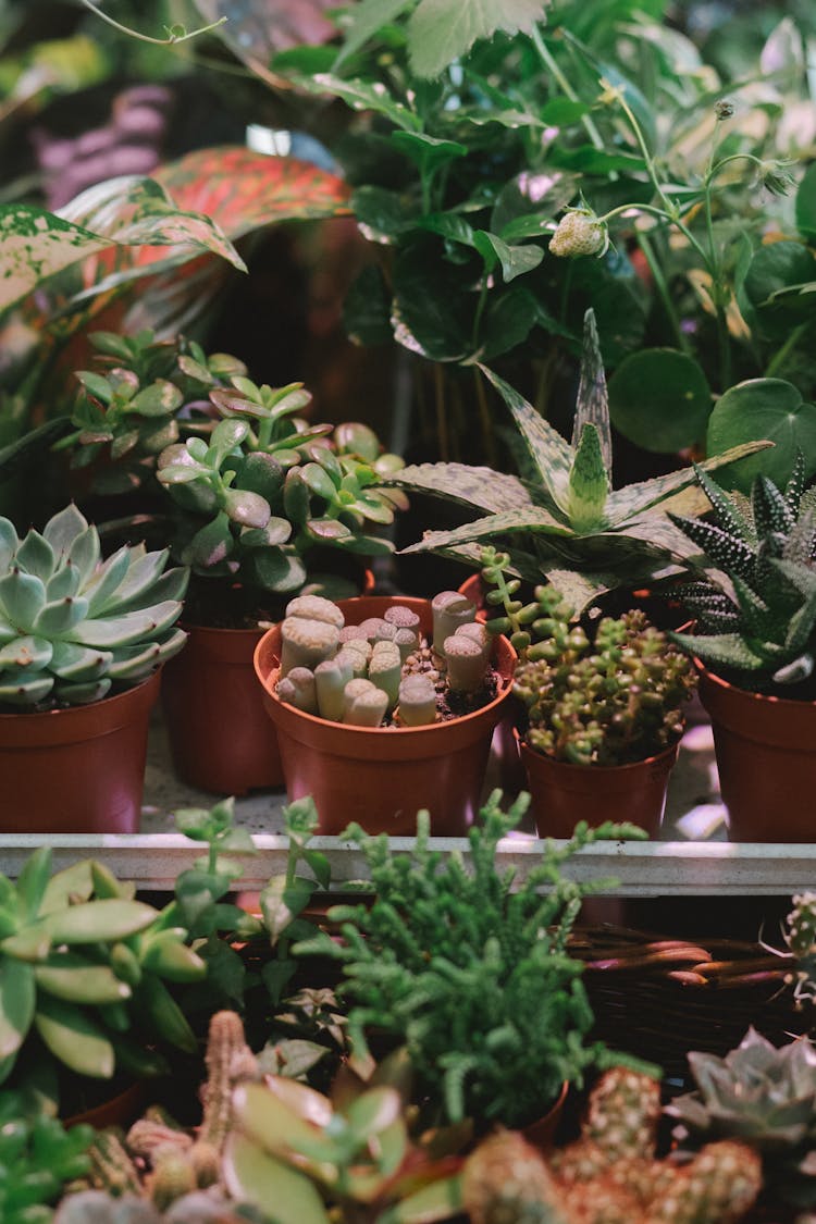 Close-up Photo Of Potted Succulents