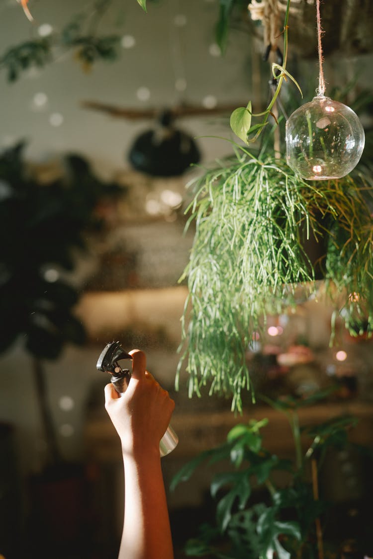 Hand Watering Hanging Plant