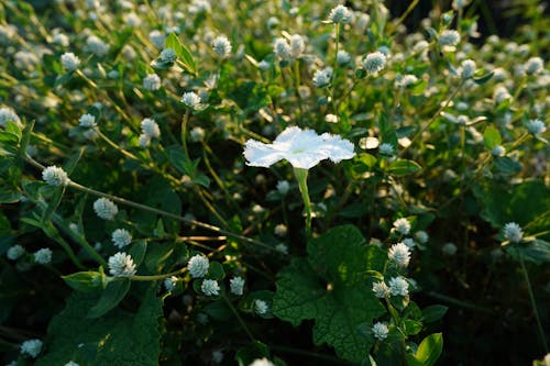 Free White Flower and Green Leaves Stock Photo