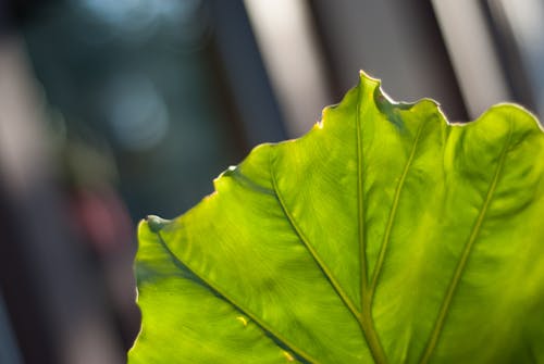 Close Upfotografie Van Een Blad