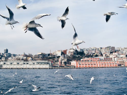 Flock of Gulls Flying over the River