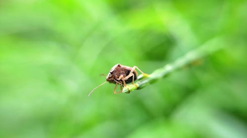 バグ, 昆虫, 昆虫の写真の無料の写真素材