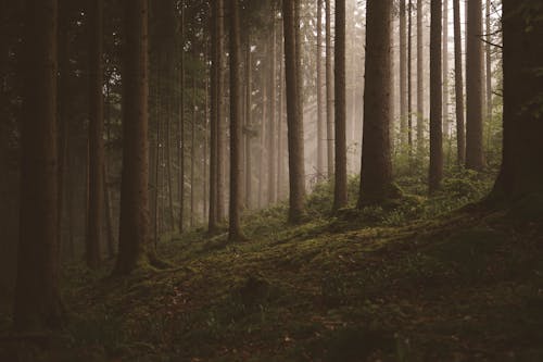 Brown Trees in the Forest