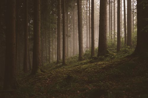 Free A beautiful misty forest scene with tall trees and lush green moss, creating a serene and peaceful atmosphere. Stock Photo