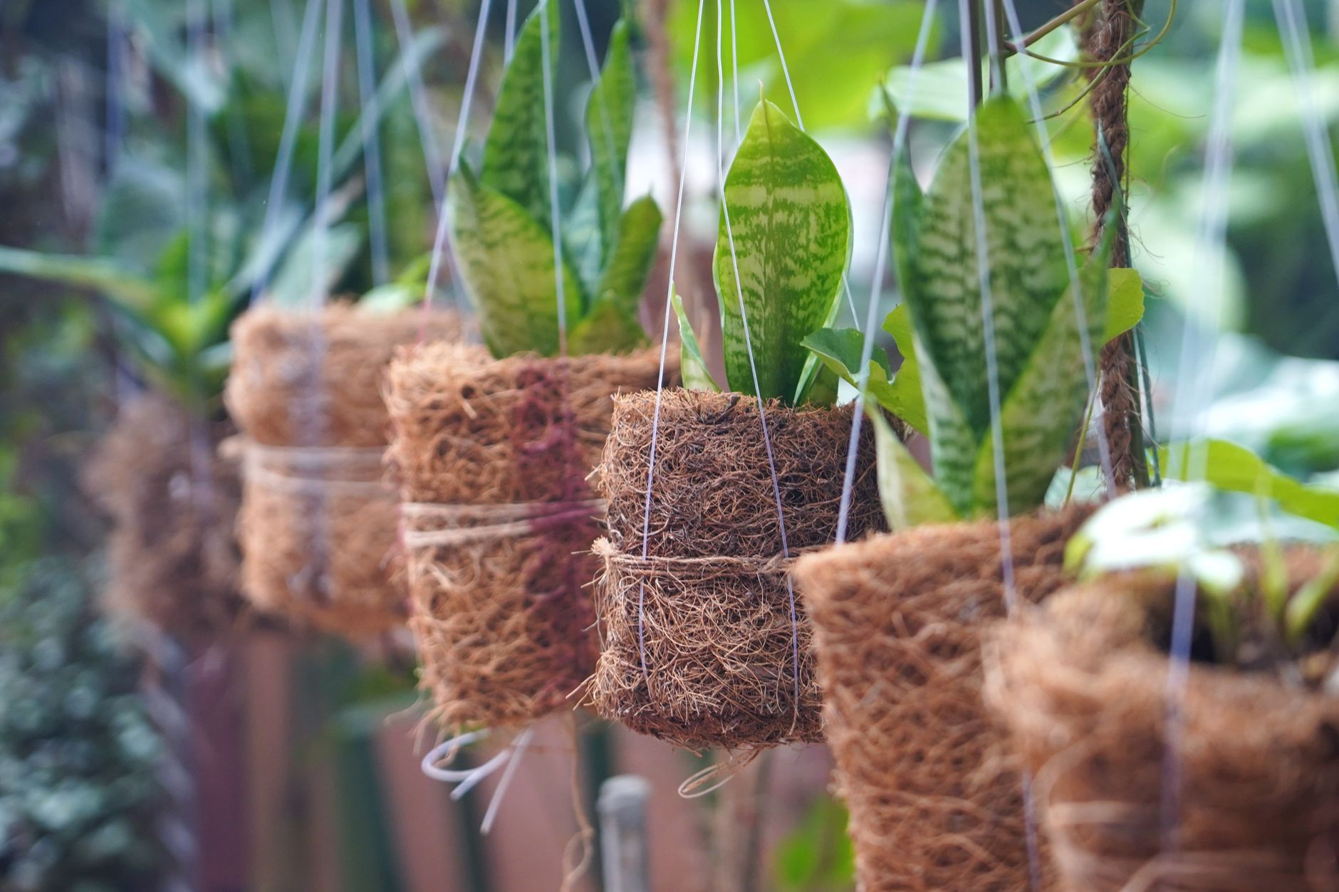 The Amazing Snake Plant: More Than Just a Pretty Face for Your Home