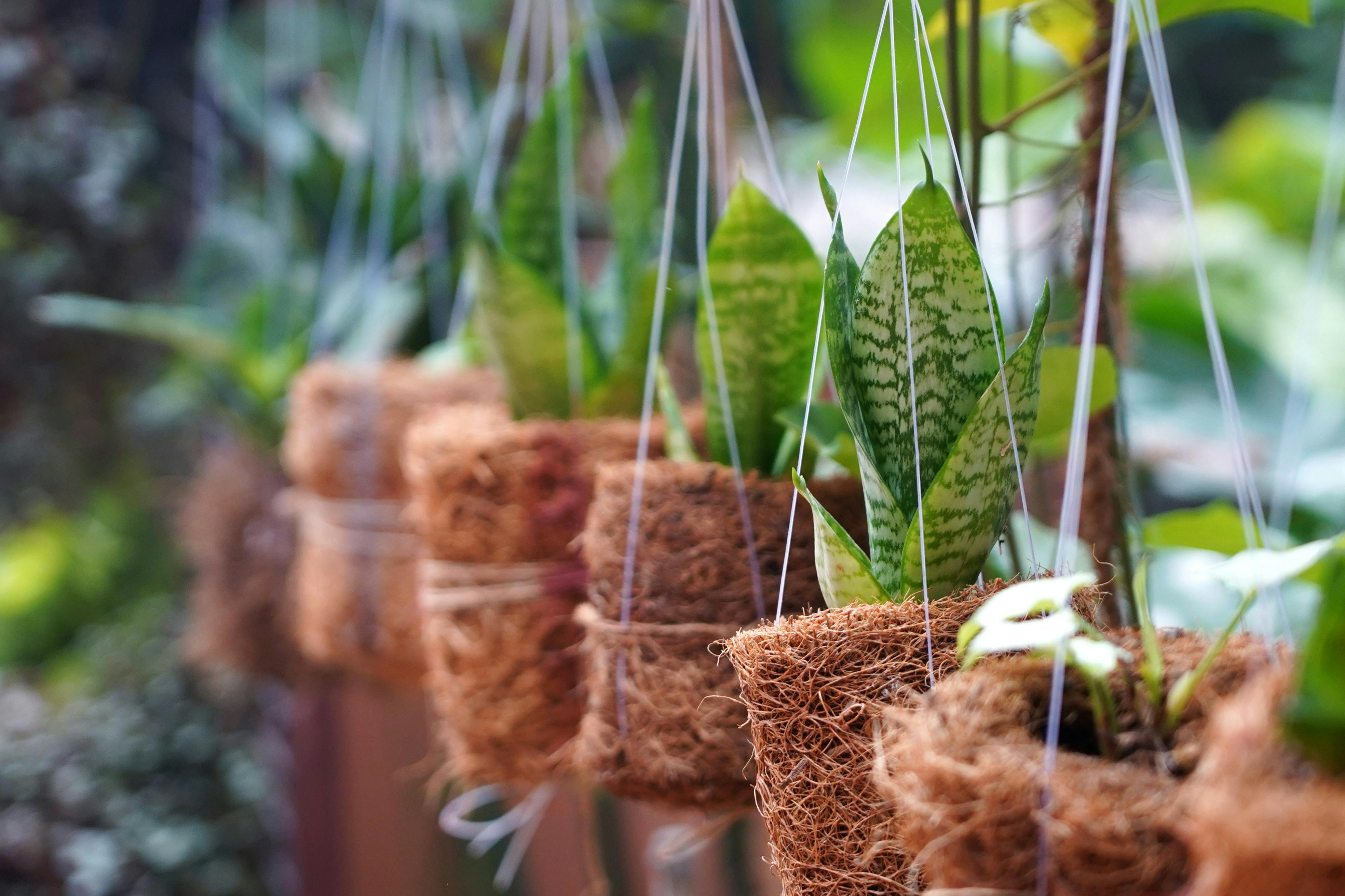 Potted Plants Hanging Outdoors · Free Stock Photo