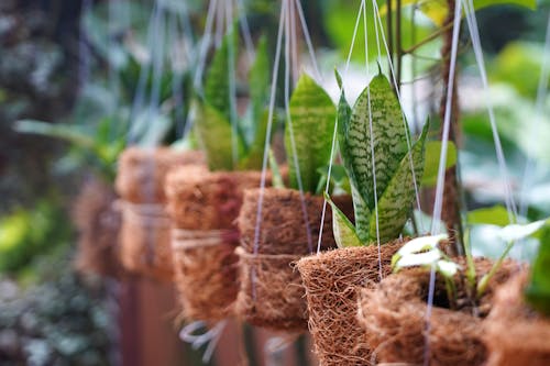 Potted Plants Hanging Outdoors