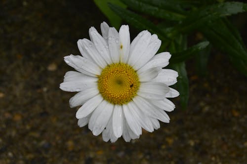 Fotobanka s bezplatnými fotkami na tému flóra, harmanček, jemný