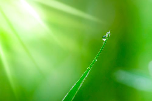 Free A serene macro image of a dew drop perched on a grass blade with sunlight filtering through. Stock Photo
