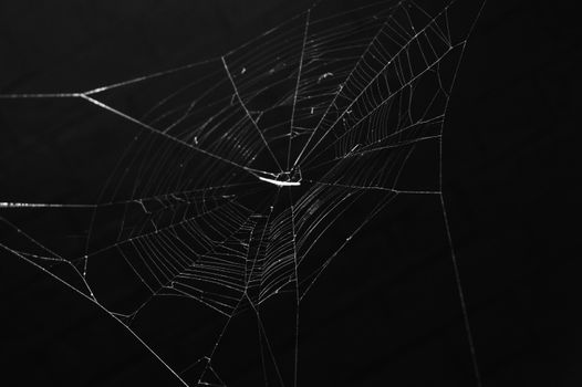 Detailed monochrome close-up of a spider web revealing its intricate patterns against a dark background.