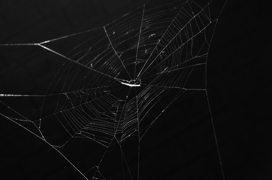 Detailed monochrome close-up of a spider web revealing its intricate patterns against a dark background.