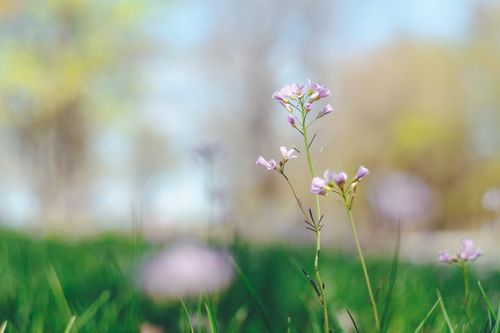 Free Beautiful wildflowers blossoming in spring sunlight with blurred natural background. Stock Photo
