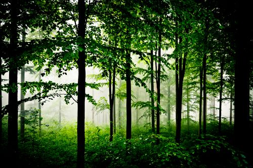 Free stock photo of beauty in nature, dark amp mode, dark forest wallpaper Stock Photo