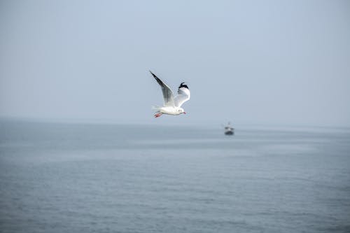 Free Photo of a White Seagull Flying Above a Body of Water Stock Photo
