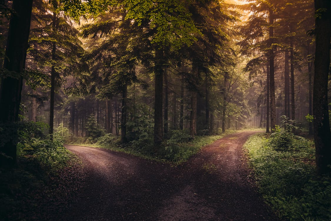 Ingyenes stockfotó burkolatlan, erdő, fák témában