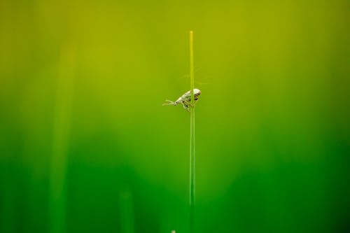 Free Green Insect Perched on Green Leaf in Close Up Photography Stock Photo