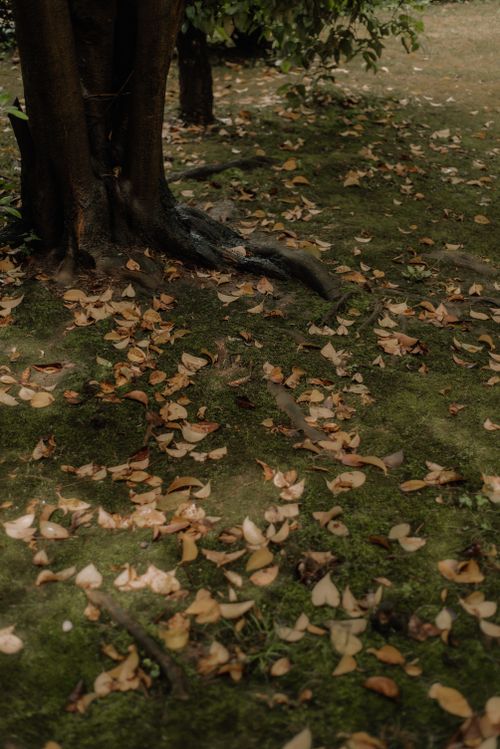 Free Fallen leaves cover a grassy area under a tree, capturing the essence of fall outdoors. Stock Photo